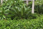 Silky Oaktropical-landscaping-4.jpg; ?>