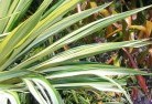 Silky Oaktropical-landscaping-6.jpg; ?>